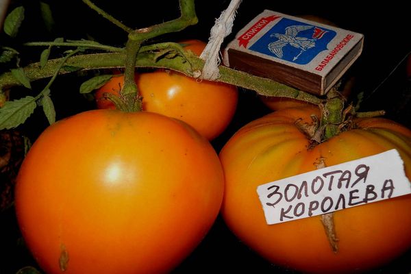 достојанство рајчице
