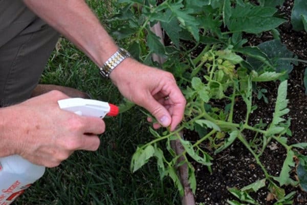 processing tomato seedlings