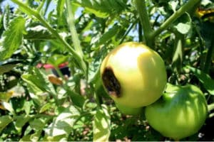 Warum Tomaten im reifen Zustand schwarz werden können und was zu tun ist