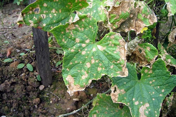 anthracnose in cucumbers