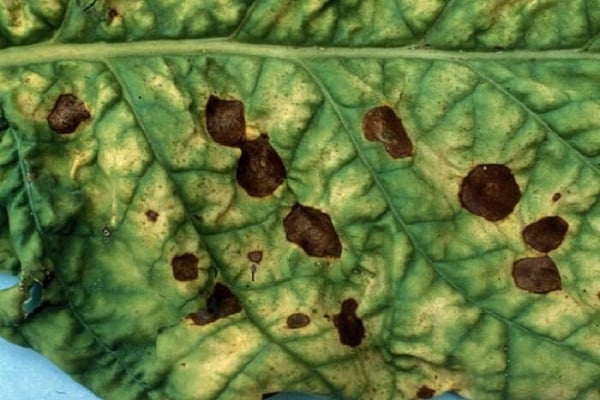 green mosaic