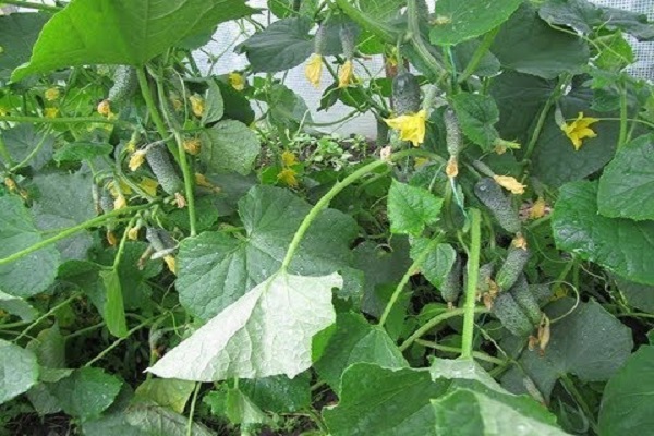 healthy plants