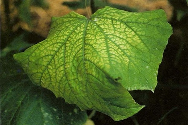 lack of fertilizers