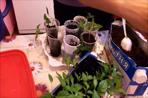 sorted into cups