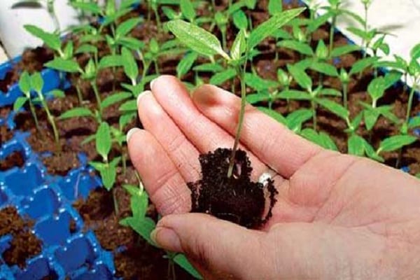 in peat tablets
