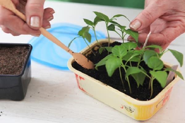 growing pepper