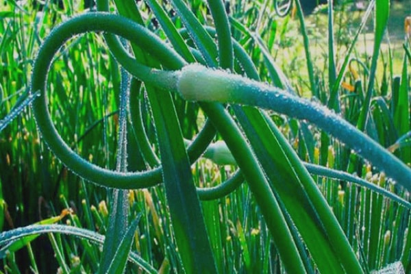flower arrow