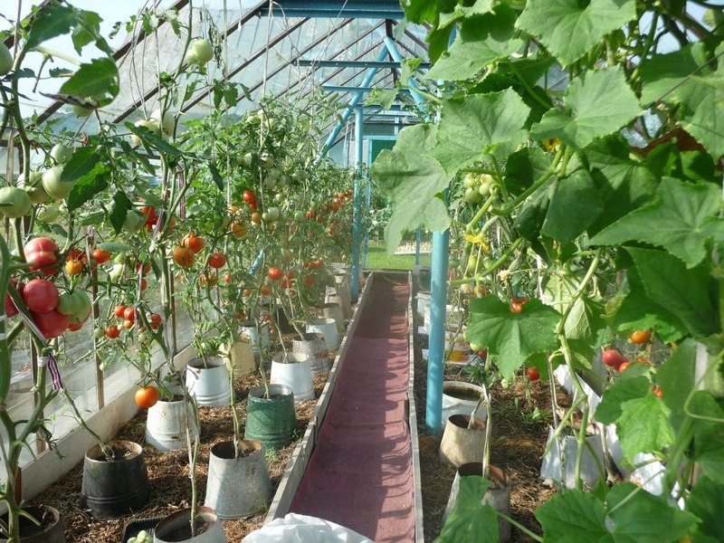 agurkų auginimas kibire