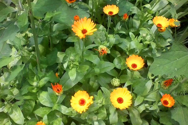 calendula trong vườn