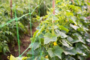 Agurkų formavimo ir auginimo schema ant grotelių atvirame lauke