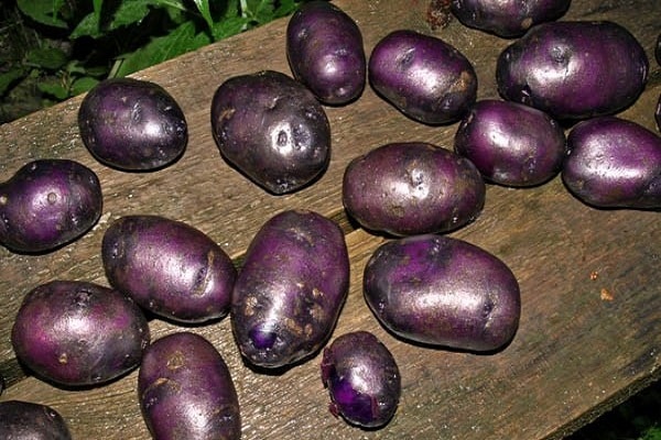 حصاد البطاطس