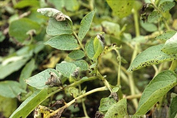 aparecieron hongos