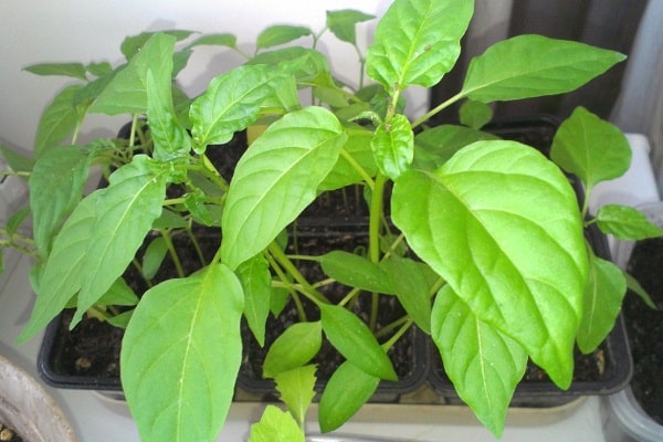 planter correctement