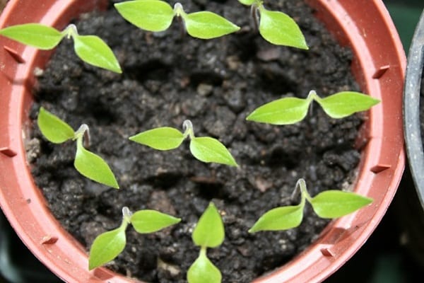  poussant dans des pots