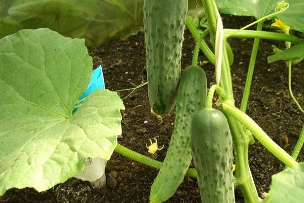 shade-tolerant cucumbers