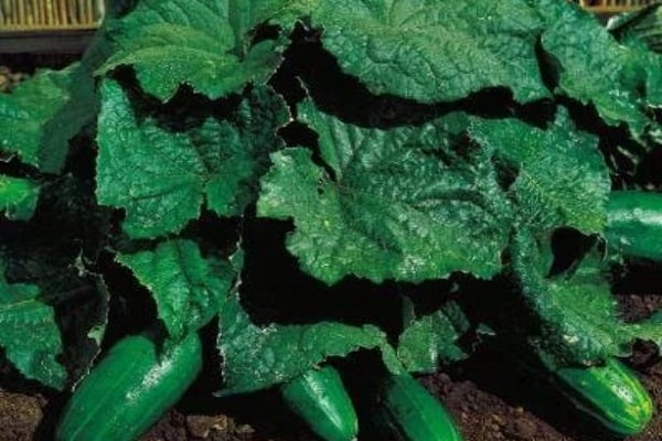 bush varieties