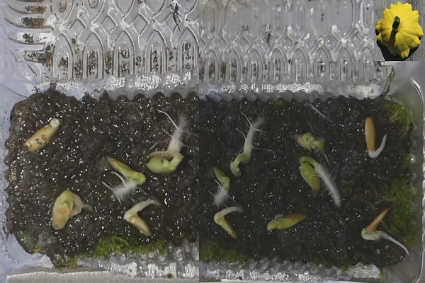 germinar sementes