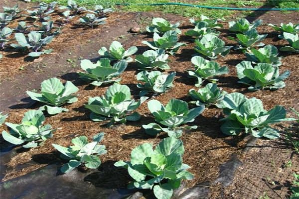 chou planté