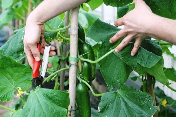 dưa chuột nhúm