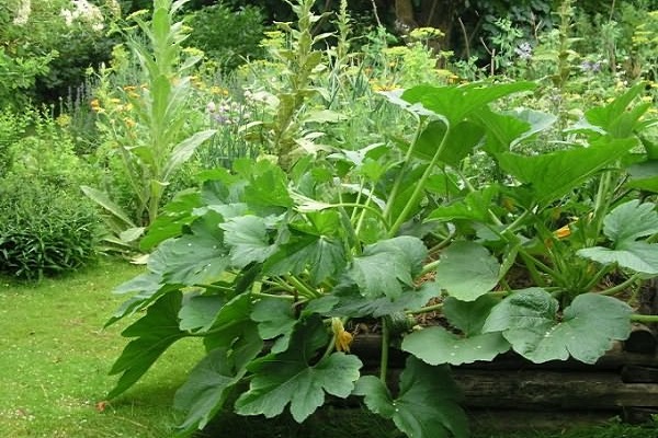 yêu dưa chuột