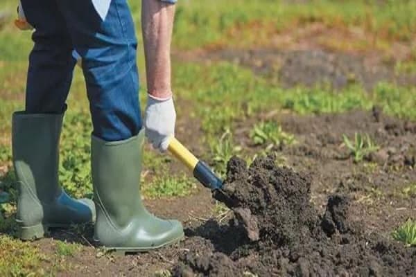 một cái giường cho dưa chuột