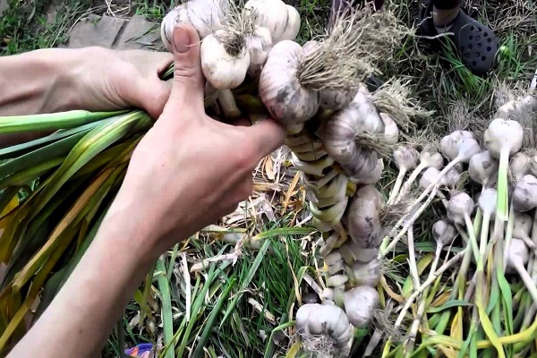 ajo en una trenza
