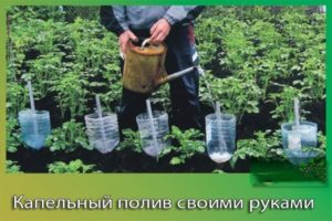 DIY drip irrigation for tomatoes from plastic bottles