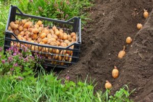 Descrição da variedade de batata Riviera, tecnologia agrícola e regras de cultivo