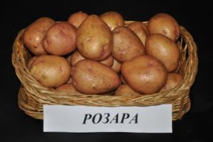 Opis odmiany ziemniaka Rosara, zalecenia dotyczące uprawy i recenzje ogrodników