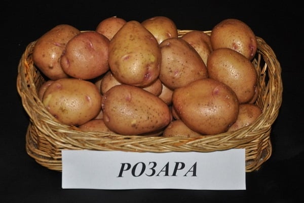 мало храпав