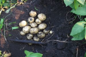 Beskrivelse af Santa kartoffelsorten, dens egenskaber og dyrkning