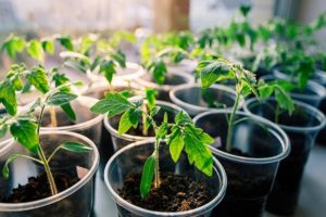 Wann werden 2020 Tomaten für Setzlinge nach dem Mondkalender gepflanzt?