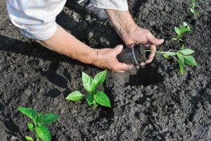 At what temperature and when can peppers be planted in open ground