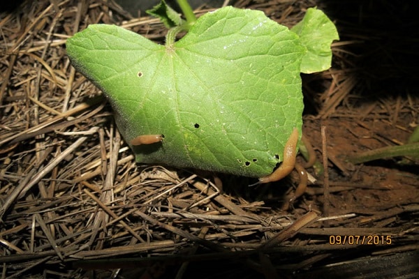 šliužai ant sodinukų