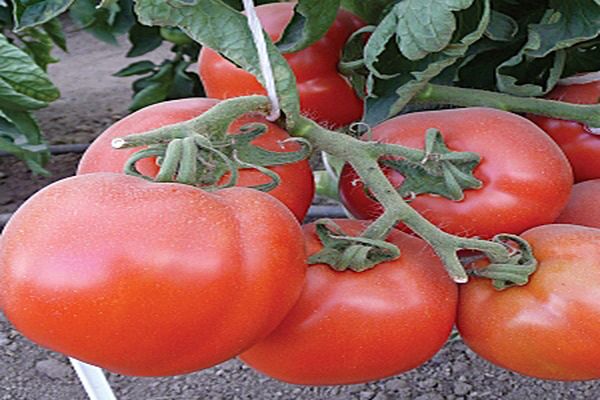 traitement de la tomate