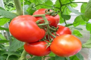 Beschreibung der Kupchikha-Tomatensorte, ihrer Vorteile und ihres Anbaus