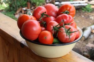 Revisão das melhores variedades de tomates para a região de Saratov