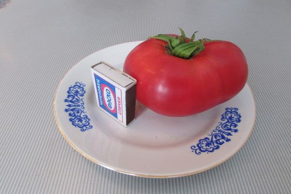 důstojnost odrůdy