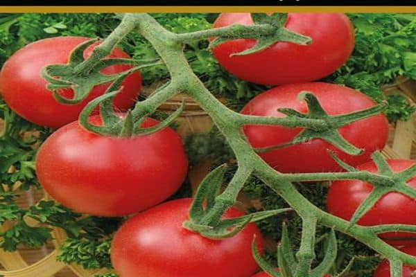 Tomaten Malvina