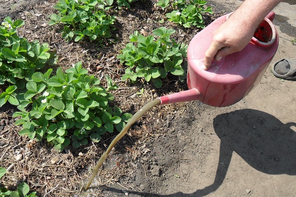 mulching lag