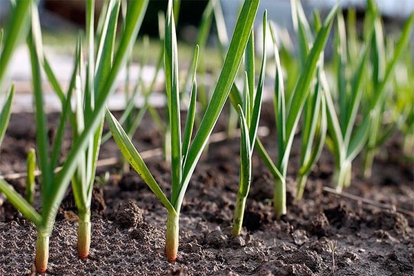 påskeliljer og tulipaner