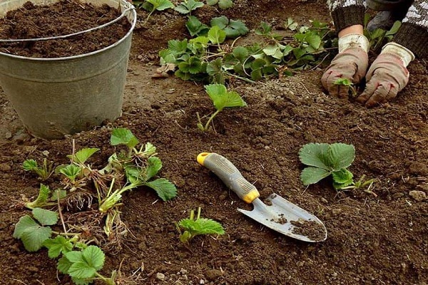 forfalne planter