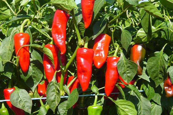 çift ​​sıralarda