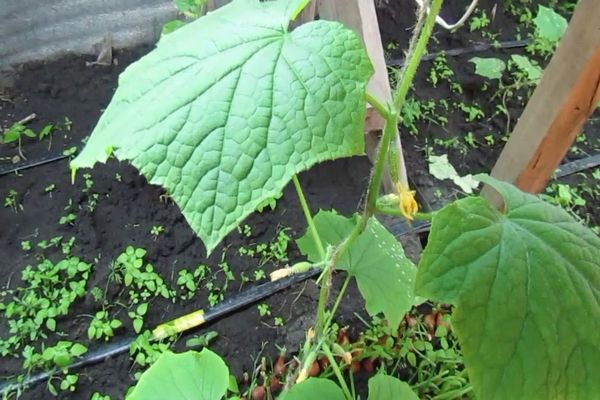 Gurken im Garten