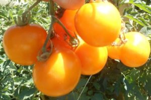Опис сорте парадајза Низхегородски Кудиаблик, његове карактеристике