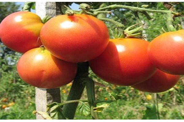 Tomaten Bewertungen