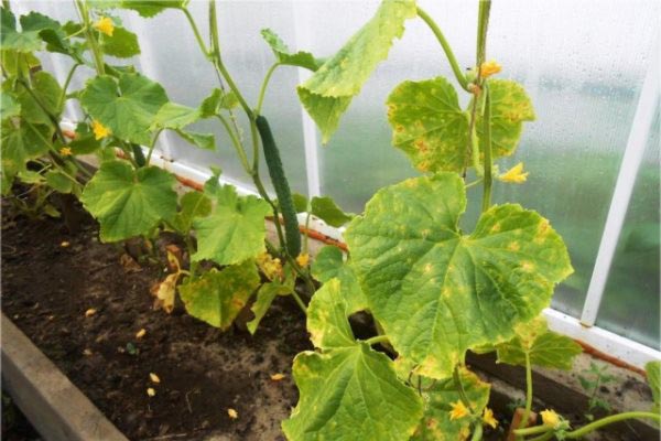 Peronosporosis của dưa chuột
