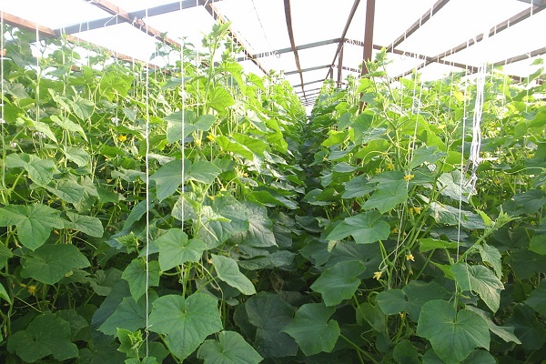 dưa chuột trong nhà kính