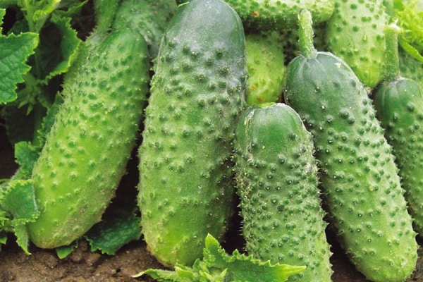 early hybrid