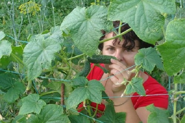 ripening of fruits